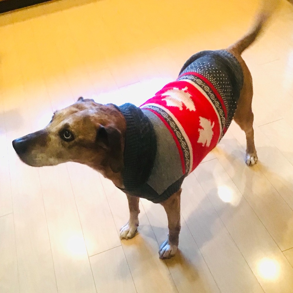 Cute Knitted Dog Sweater With Hood - Picture 1 of 3